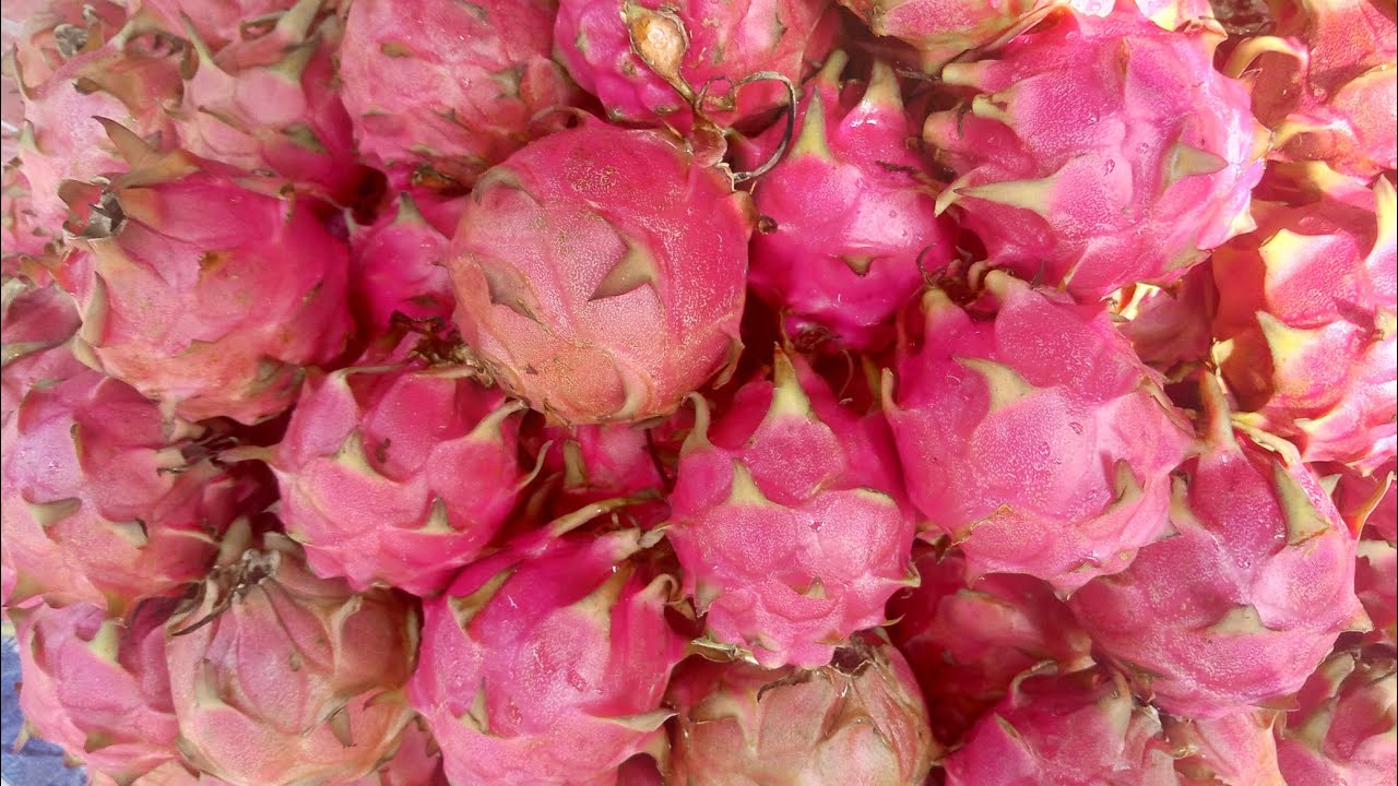 ঝিনাইদহের বড় পাইকারি ফল বাজার| কোটচাঁদপুর ফল বাজার| ড্রাগনের বাজার|khobor|news|খবর ২০২৬| pbtv24news
