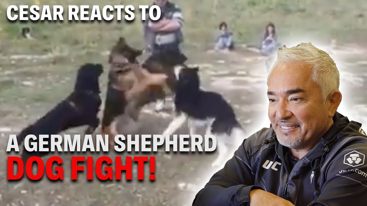 Reacting To A German Shepherd Dog Fight Gone WILD! | Cesar Reacts #5
