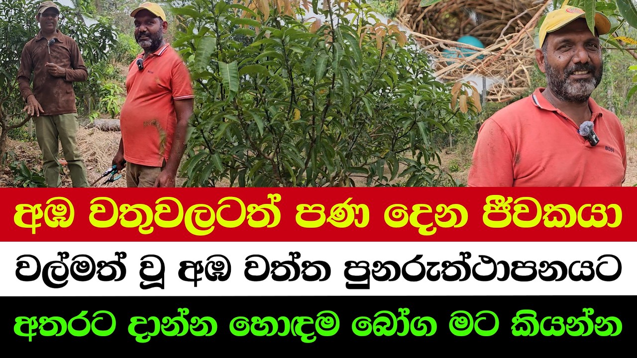 How to Restore an Abandoned Mango Farm to Top Yield