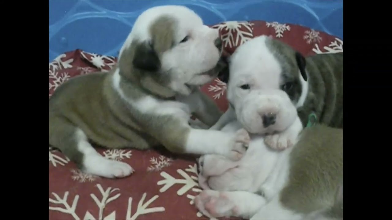 Adorable! Two week old Puppies Playing, Walking and Barking!