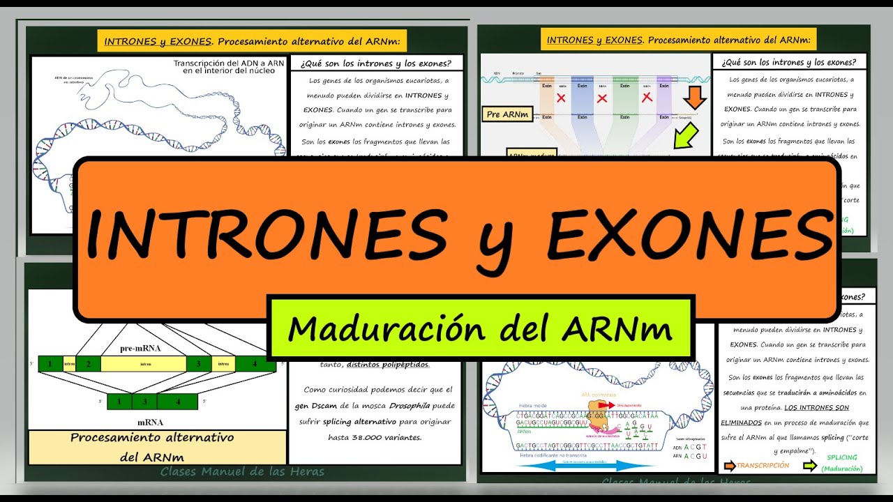INTRONES Y EXONES en los GENES. Maduración del ARNm. Procesamiento Alternativo. Biología Molecular.