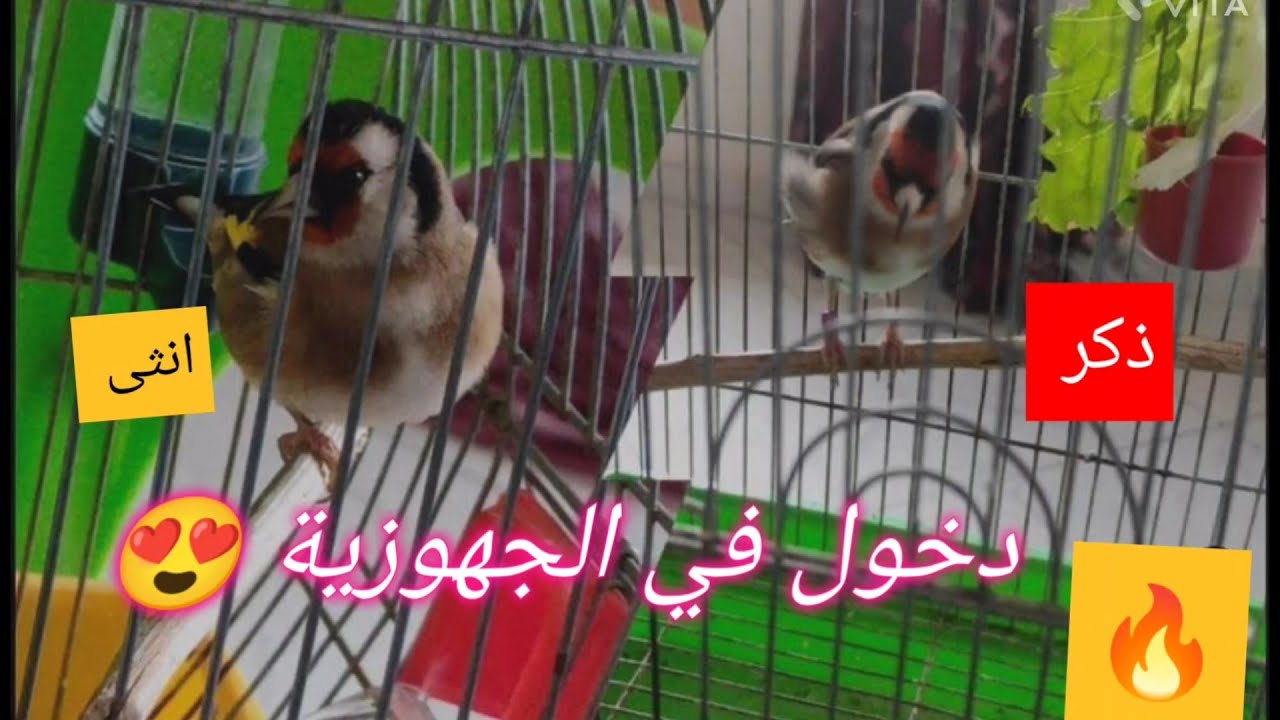 علامات دخول الحسون في الجهوزية 😍... ( راو جاي للوجادة ) و كيف تساعده لكي يجهز لك