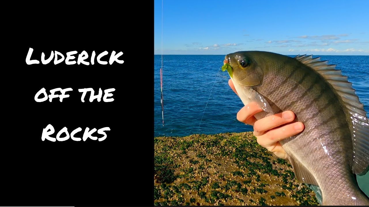 Luderick off the Rocks | A Beginners Guide