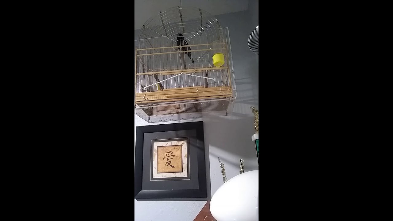 Bicudo/Twa Twa 2.0 FL.  Speed tempo (breeder Renato)