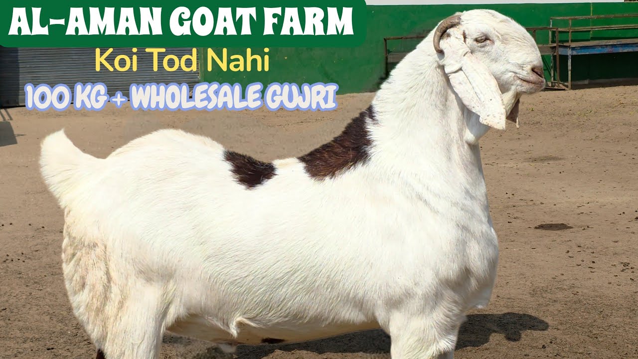 AL AMAN GOAT FARM 100 KG PLUS GUJRI |  WHOLESALE LOT HO TO AISA HO 