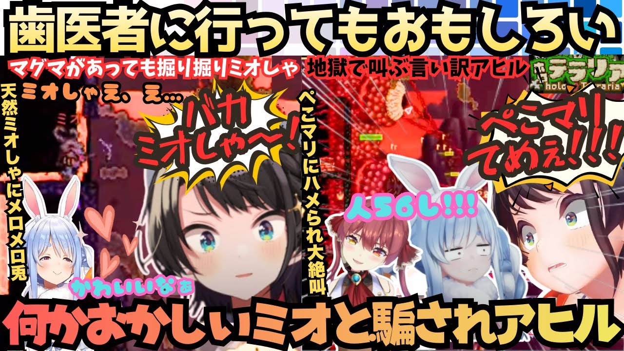 【ホロテラリア５日目】