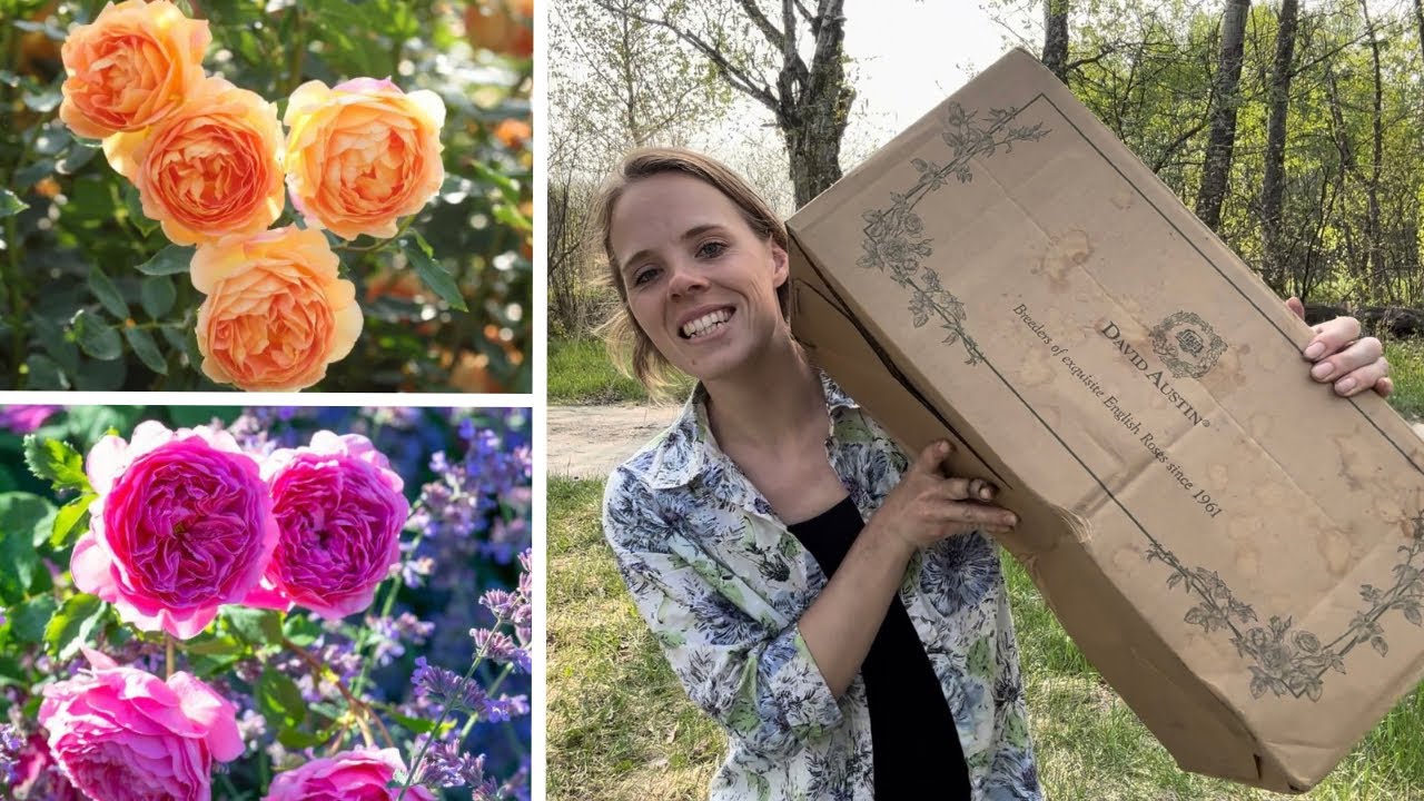 David Austin Rose Unboxing! Zone 3 | Simply Bloom