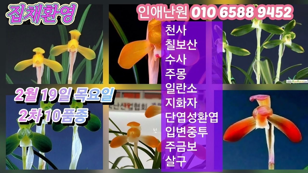 2월 19일 목요일 2차10품종 천사 칠보산 수사 주몽 일란소 지화자 단엽성환엽 입변중투 주금보 살구 판매합니다