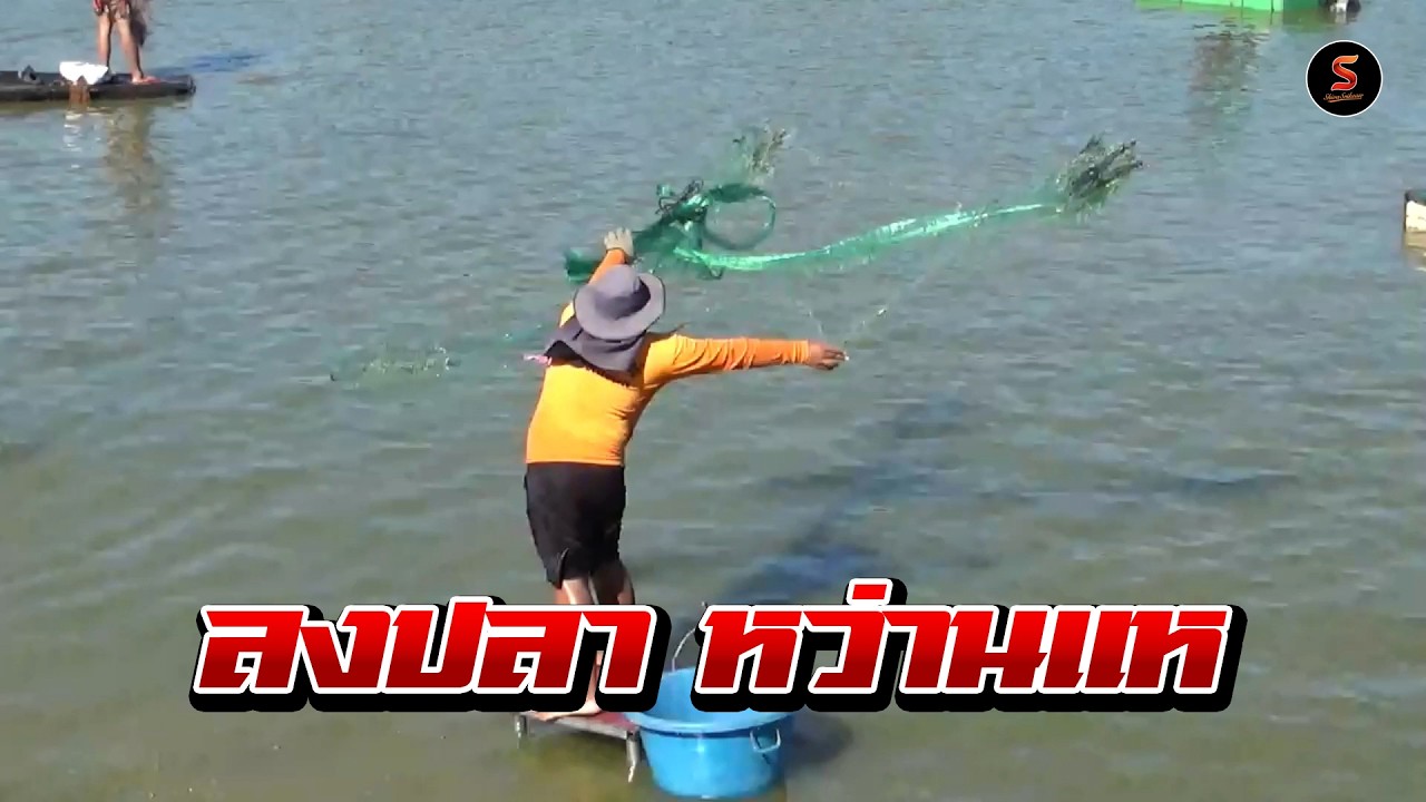 ช็อตเด็ด!! เต็มแห หาปลาวันหยุดสุดคุ้ม หว่านแหได้ปลาตัวโต แหเอ็นเหนียวทนทาน