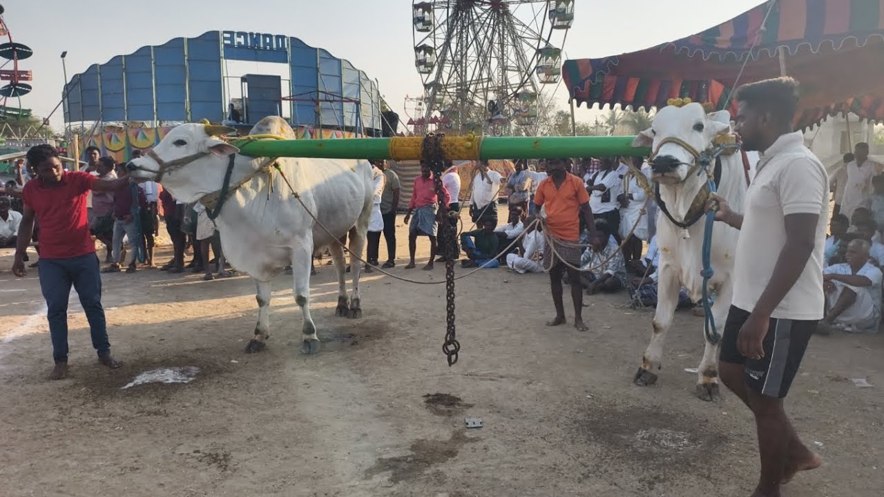 2026-పోల్కల్ న్యూ క్యాటగిరి విభాగం డ్రాలో 6వ జత CGY BULLS