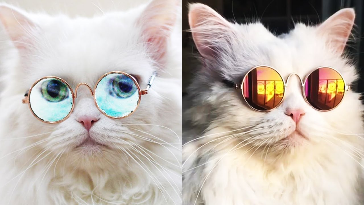 😎 PRINCESS CAT 😎 CUTE CAT 😍