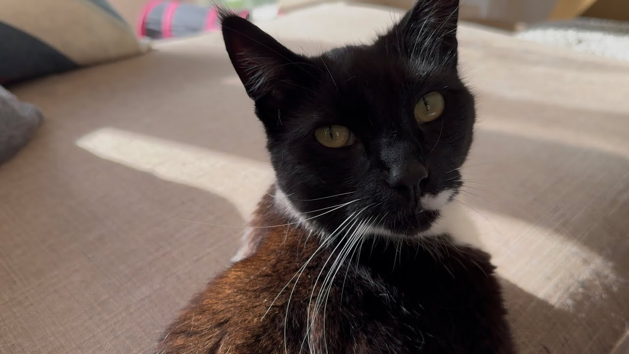 Floki loves being petted