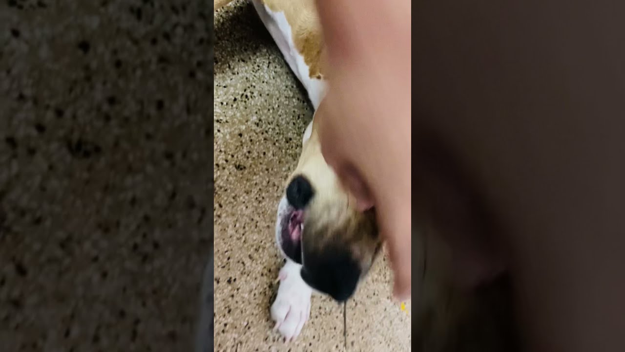 Pitbull razor sharp teeth 🦷 hand inside mouth fist 👊 fight #dog #amstaff #apbt #apbtlove #pitbull