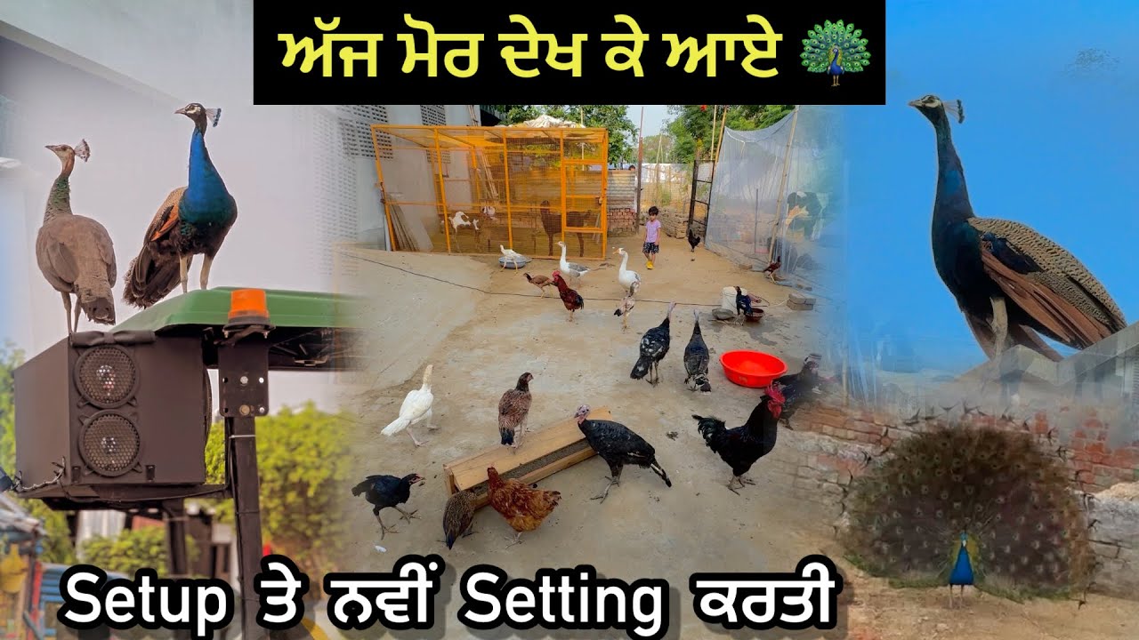 ਅੱਜ ਮੋਰ ਦੇਖਣ ਗਏ ਮਿੱਤਰੋ 🦚|| Setup ਤੇ ਨਵੀਂ Setting ਕਰਤੀ || Ajj Morr Dekhn Gye 😍|| #peacock #petsvlog