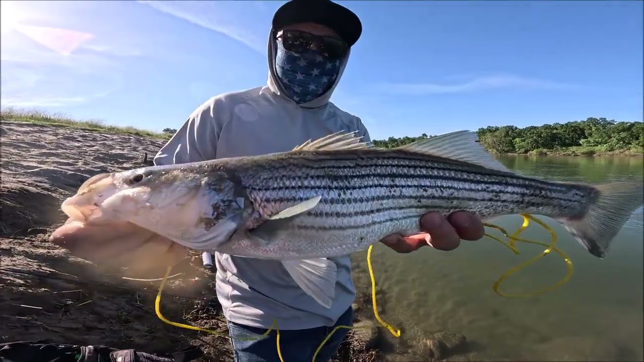 Striper fishing on the Feather River at Verona with jerkbait and topwater!