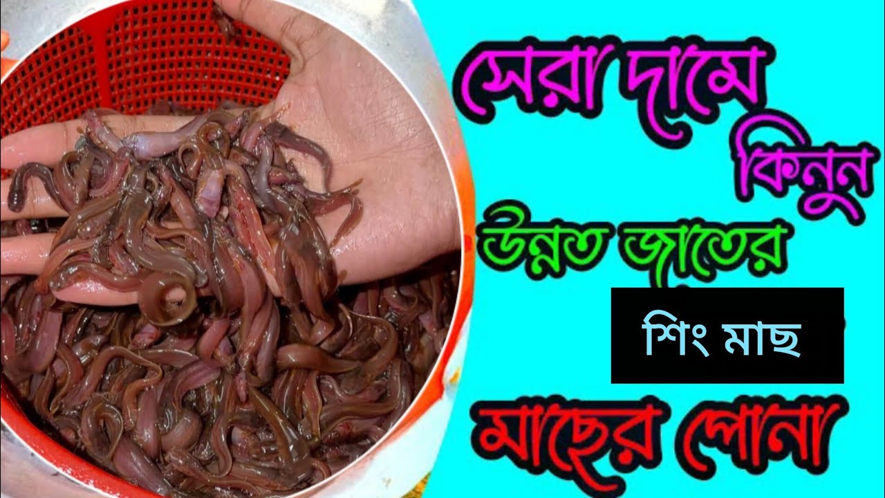 অরিজিনাল দেখি শিং মাছের পোনা চাষ করুন মোবাইল ✆ 01301271636