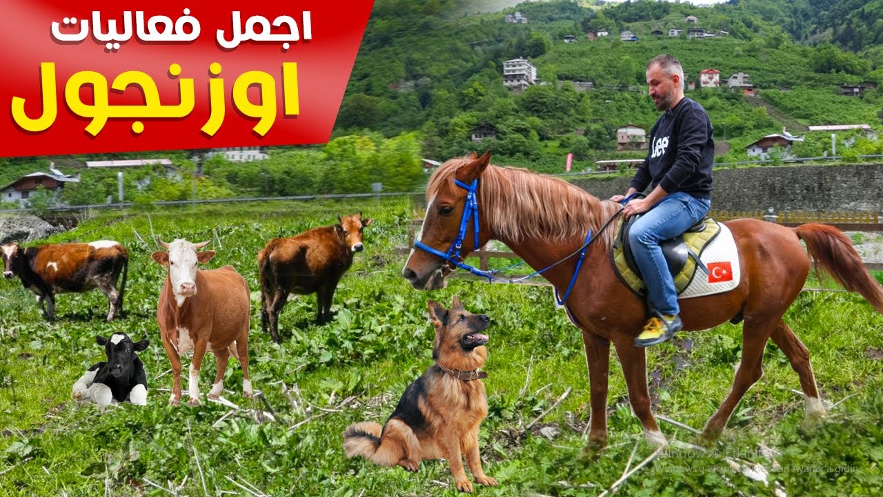 السكن في طرابزون | اوزنجول | اوزنجول تركيا