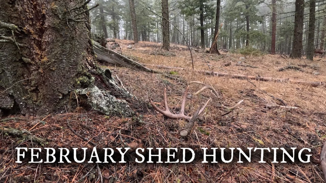 Shed Hunting 2026 |  Popular Shed Area | Challenge | Outdoor Boys | Campfire, Cook!!!!