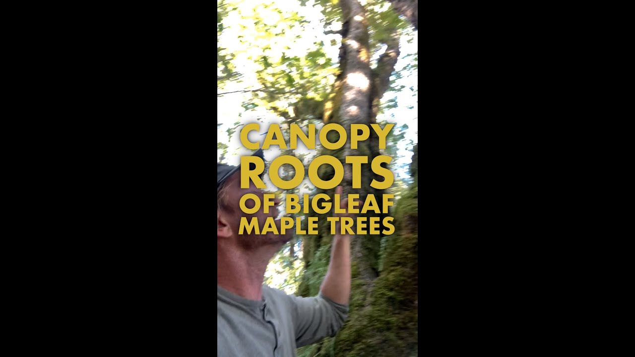 Canopy Roots of Bigleaf Maple Trees