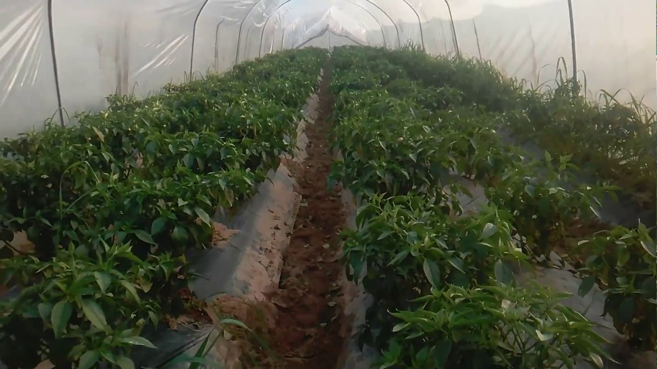 How to green chilli farming in pakistan/Tunnel farming in Pakistan