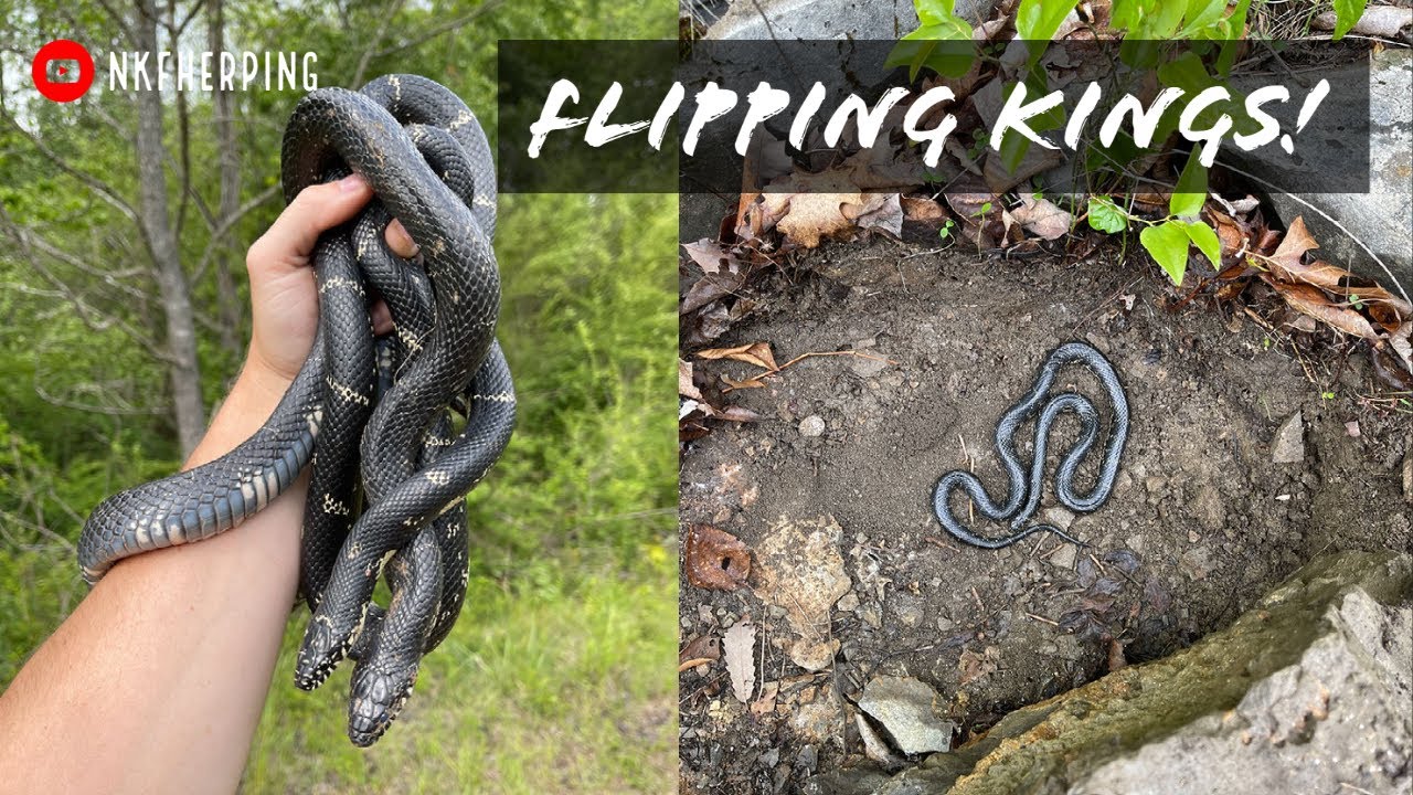 Herping in North Georgia and Tennessee: Kingsnakes, Corn Snake, and More!