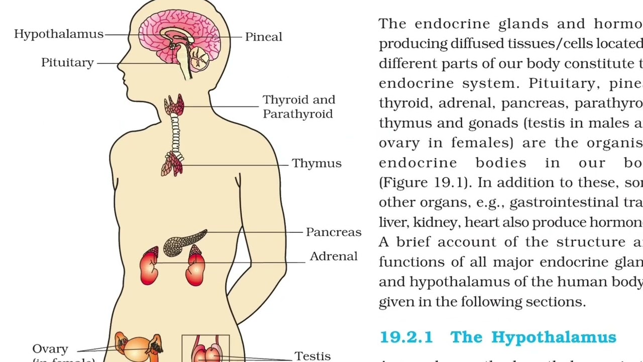 Endocrine Gland | Class 11 Biology | NCERT Line by Line | NEET