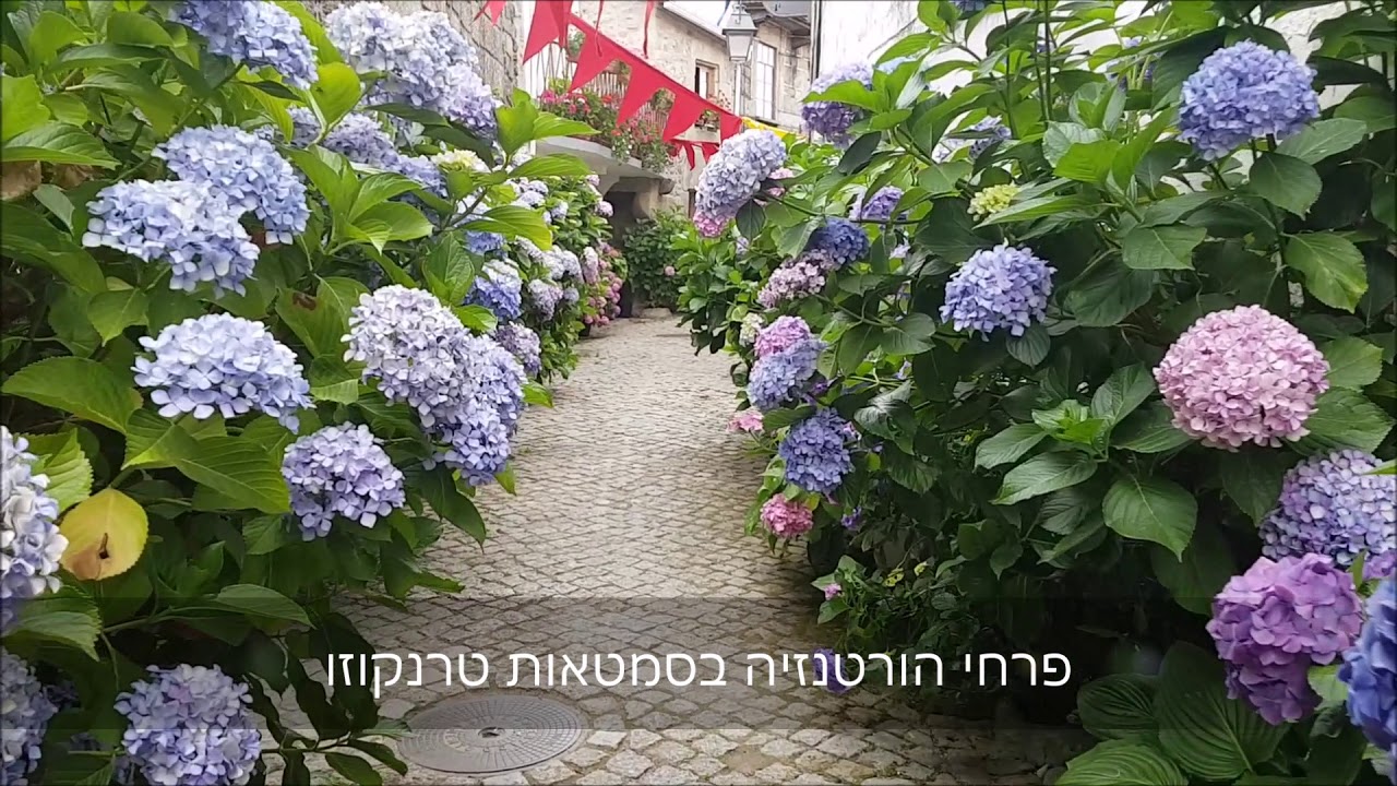 פרחי הורטנזיה בסמטאות טרנקוזו פורטוגל