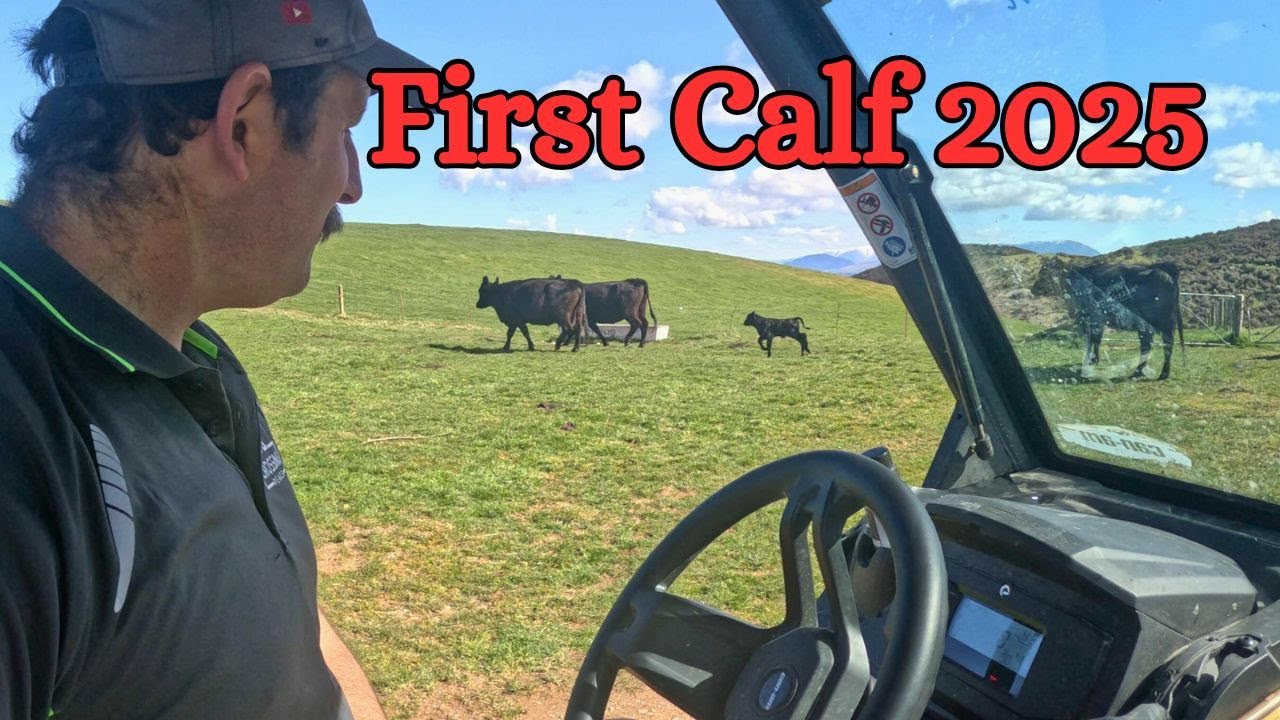Lamb 25... Day 11. Calving day 1...