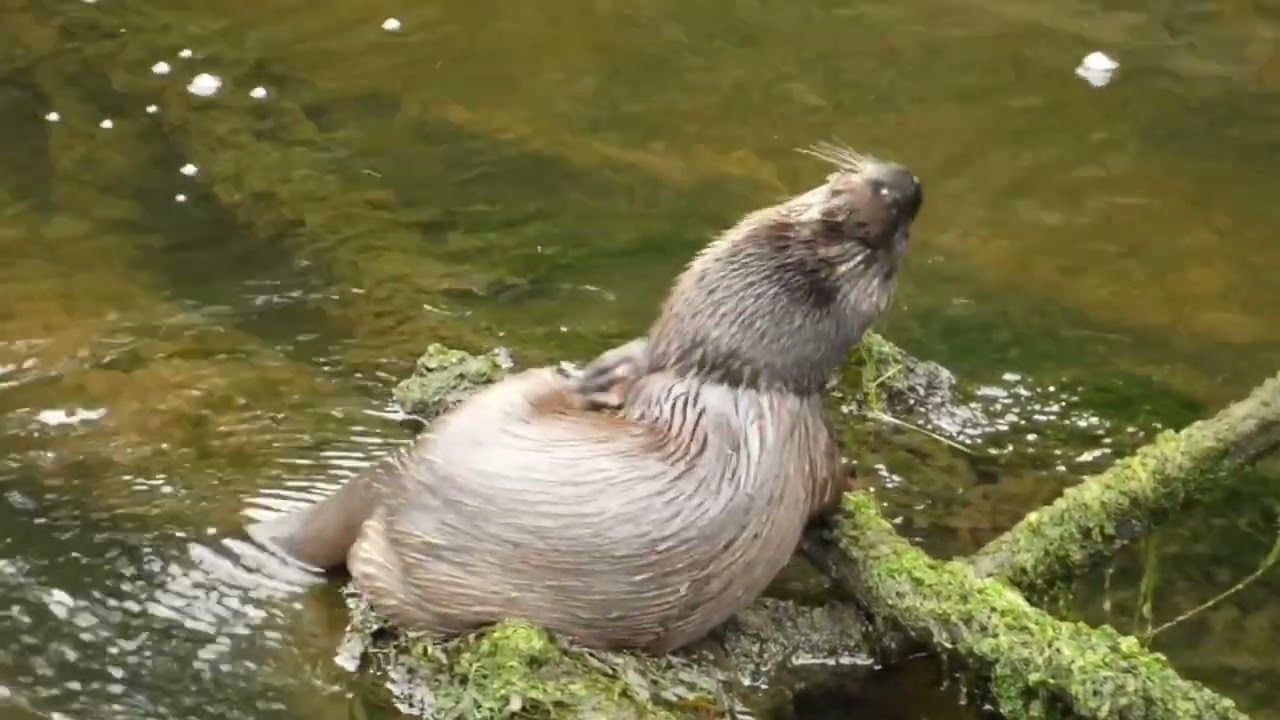 Otter diving and catching fish in Cork City