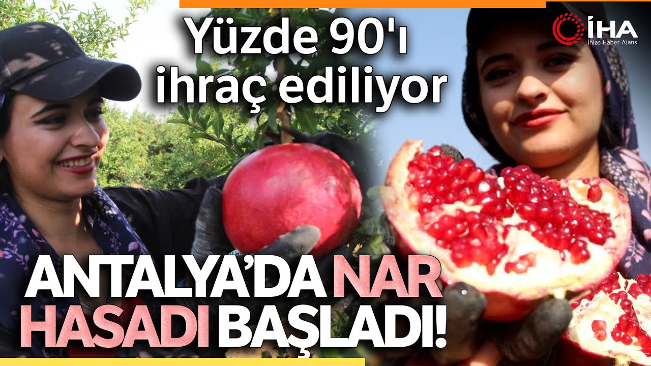 Fiyatı Yüzde Yüz Arttı! Nar Üreticisinin Yüzü Gülüyor