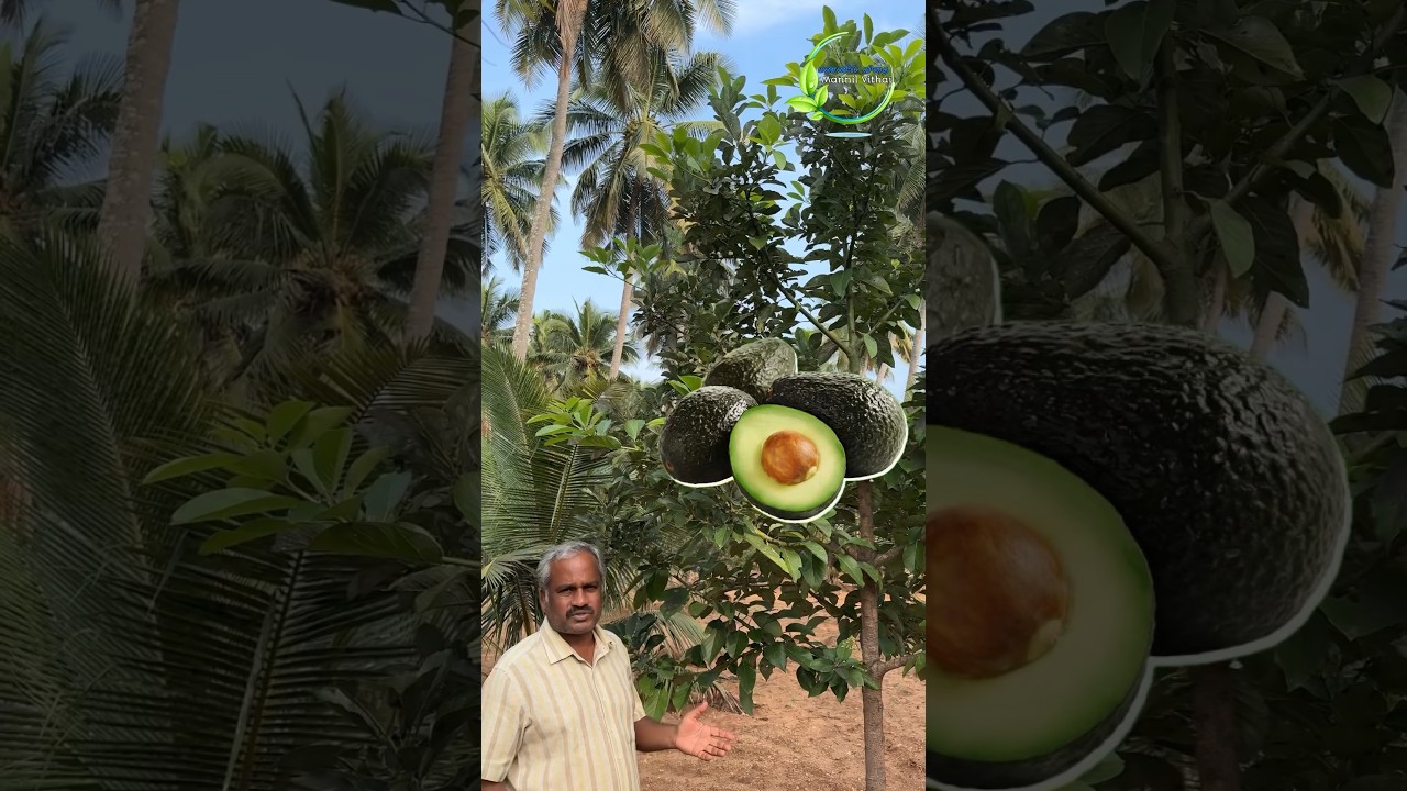 New and Alternative Intercrop Ideas 🥑 #avocado #butterfruit #intercropping #highincome