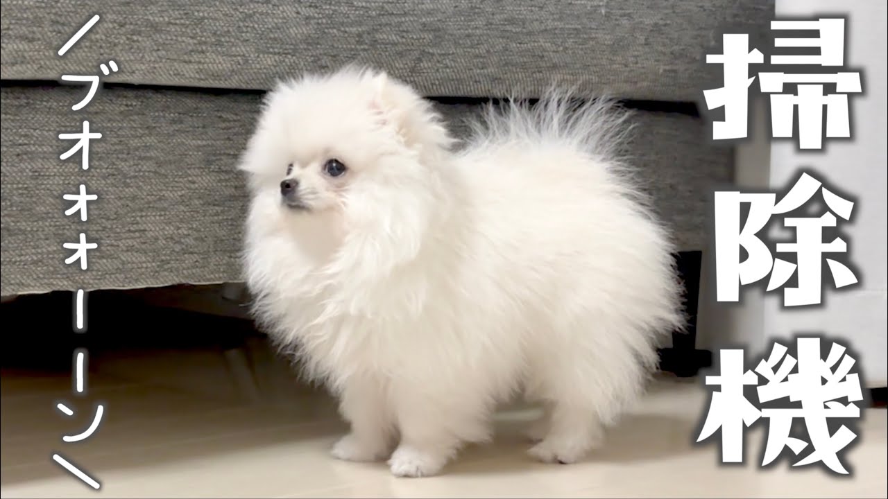 苦手な掃除機を遠くから見つめる子犬のポメラニアン
