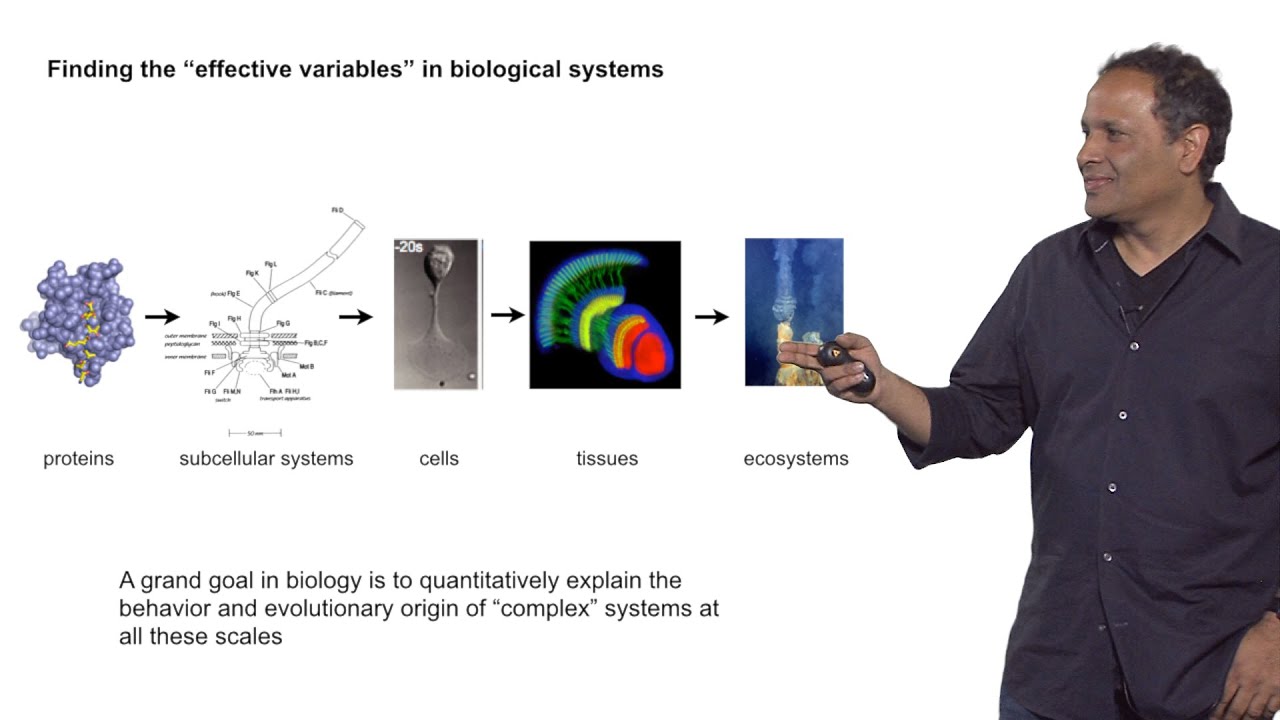 Rama Ranganathan (UT Southwestern): Finding the ‘Effective Variables’ in Biological Systems