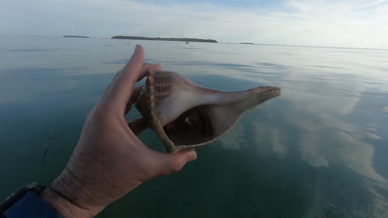 Crab hiding in a Conch Shell Cottrell Key Florida