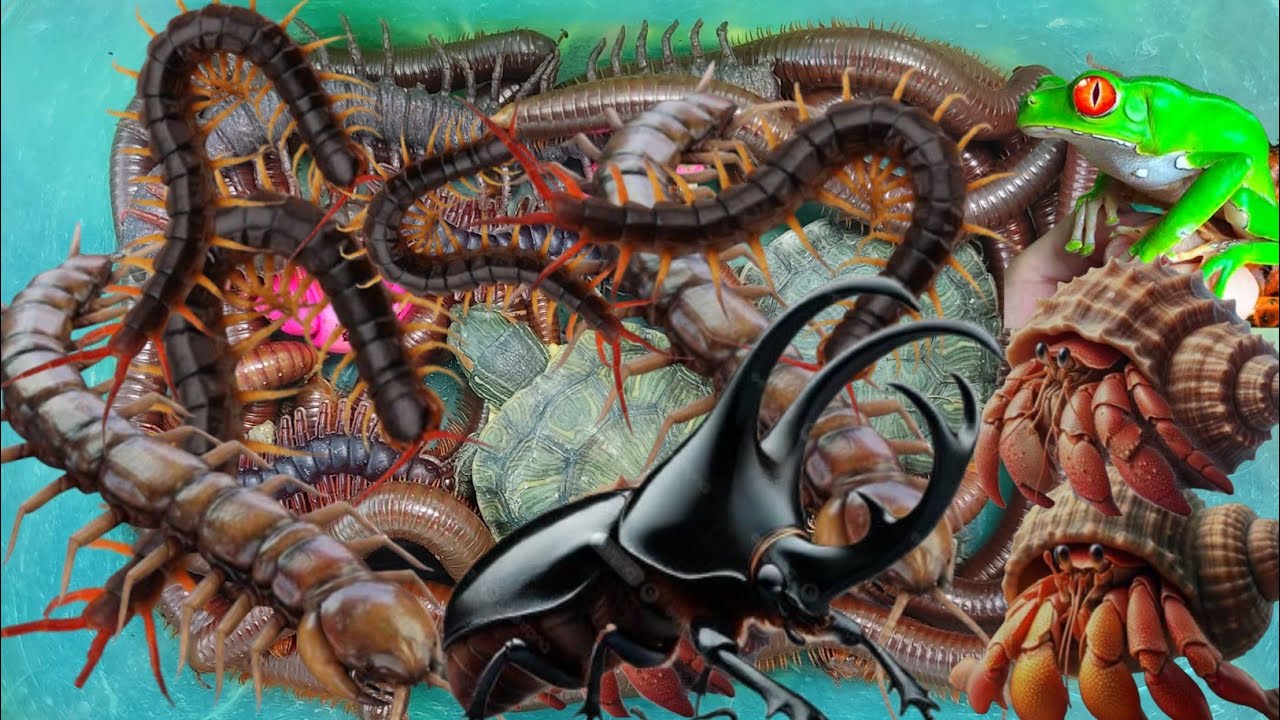 Menemukan Bekicot Pelangi, Kerang Laut, Kerang,Kelomang,kaki Seribu, Penyu,Luwing, Lipan,Katak