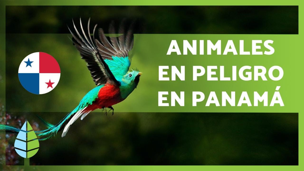 22 ANIMALES en PELIGRO de EXTINCIÓN en PANAMÁ⚠️🦅🐸