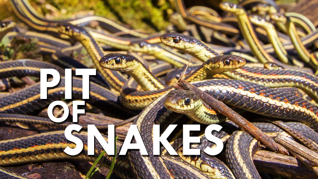 Эта яма с 75 000 ядовитых змей может стать вашим худшим кошмаром