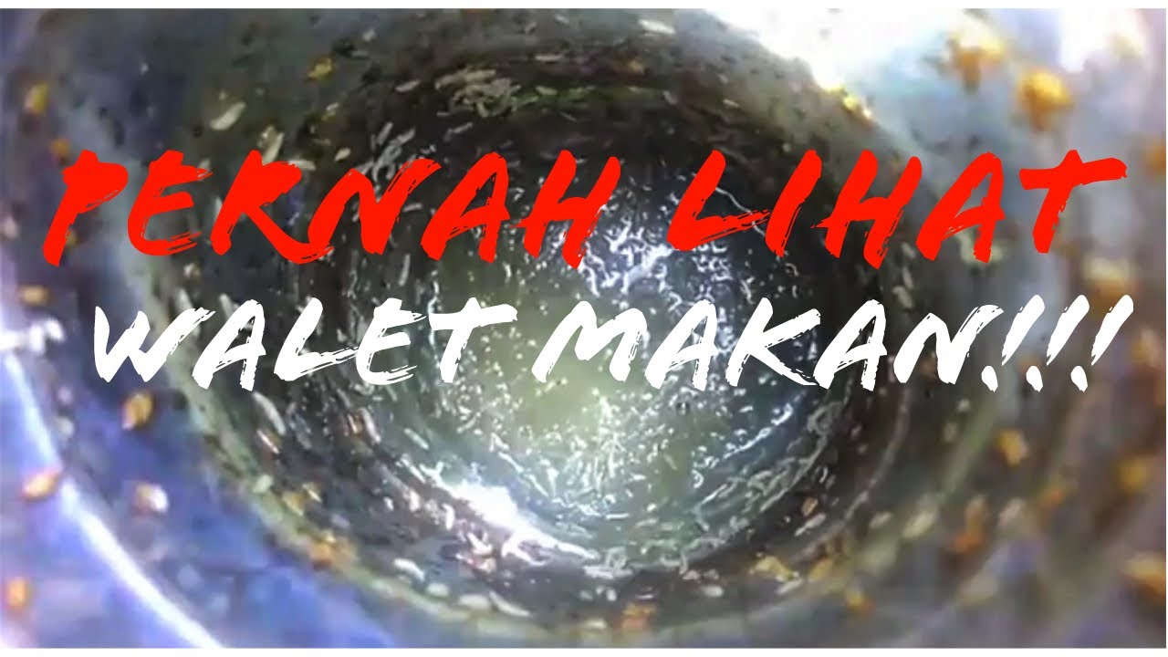 Pakan Walet Perlu atau Tidak???