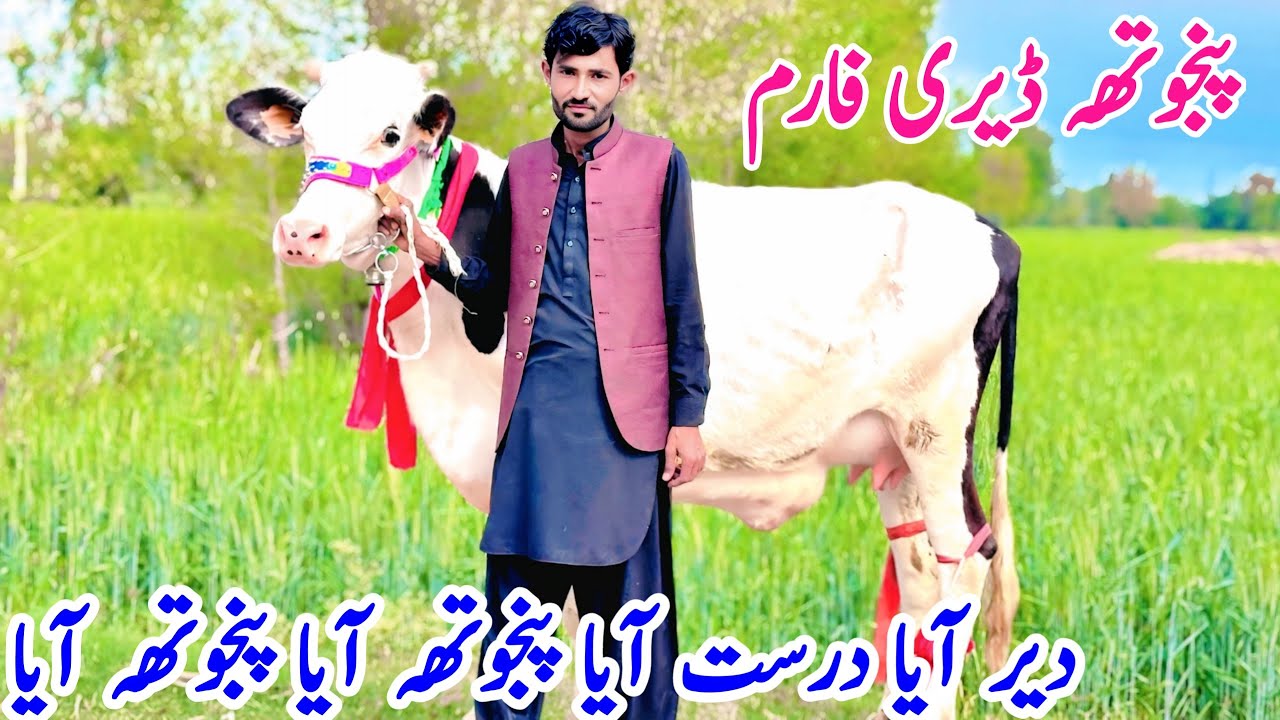 Punjotha Dairy Farm | American Cow | Friesian Cow In Punjab | Bismillhah best | 13 March 2025