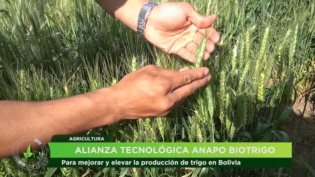 ALIANZA TECNOLÓGICA ANAPO - BIOTRIGO. PARA MEJORAR Y ELEVAR LA PRODUCCIÓN DE TRIGO EN BOLIVIA