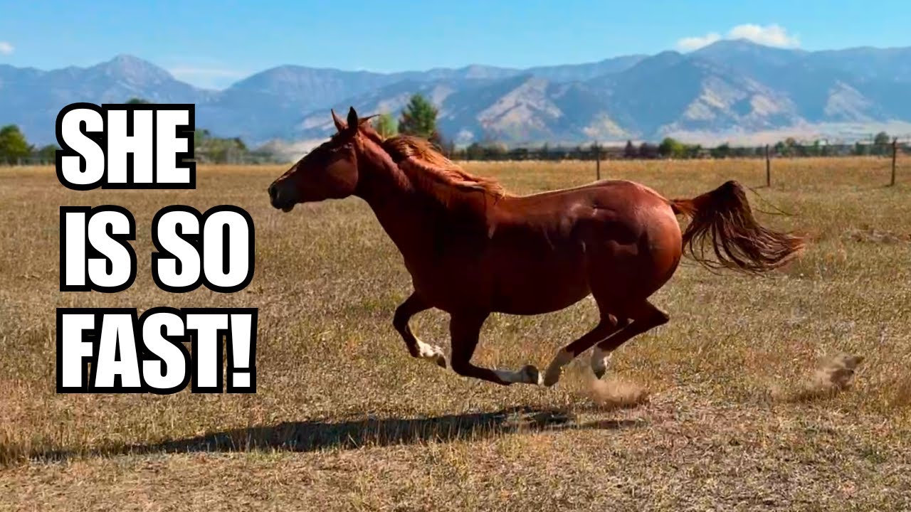 LET'S GO ALREADY! ~  Are the horses are ready to move!?
