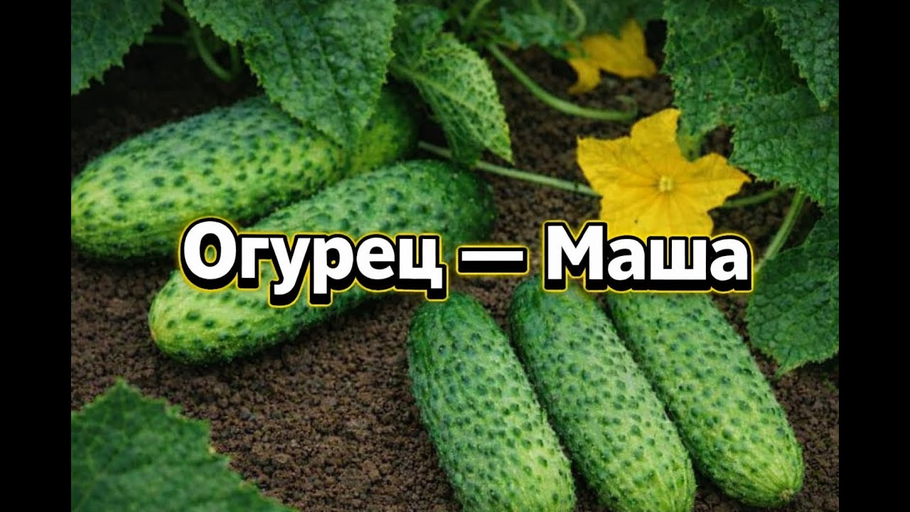 Огурец Маша: простой вкусный урожай для вашего огорода