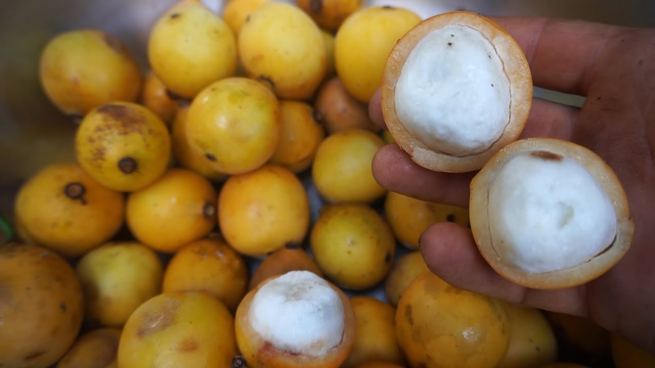 EP47. ACHACHAIRÚ o ACHACHA, el MANGOSTAN Boliviano -- Otra fruta exotica DELICIOSA!!