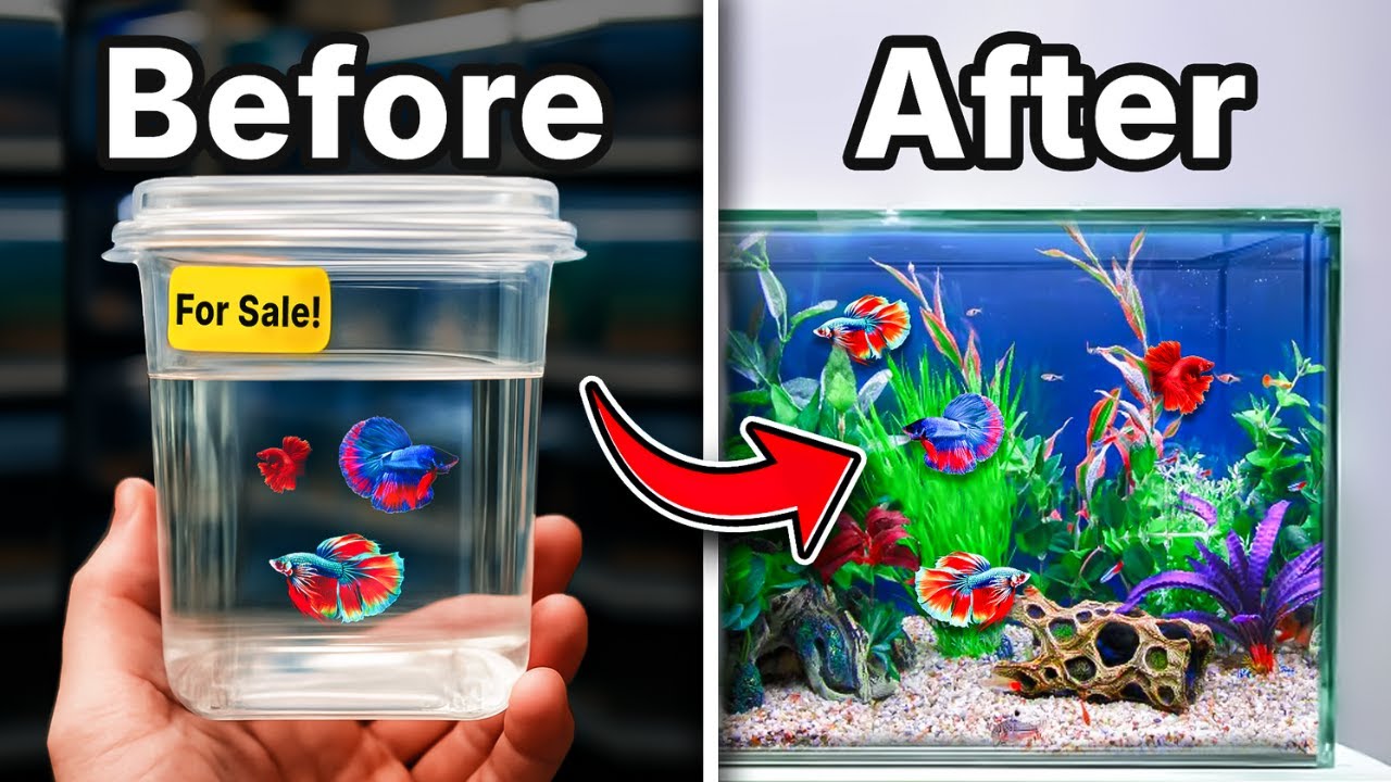 Я построил гигантскую экосистему для Betta