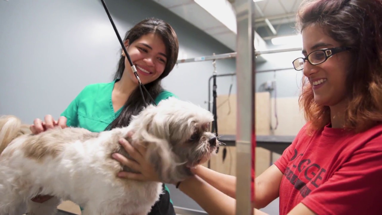 What to Look for in a Pet Daycare