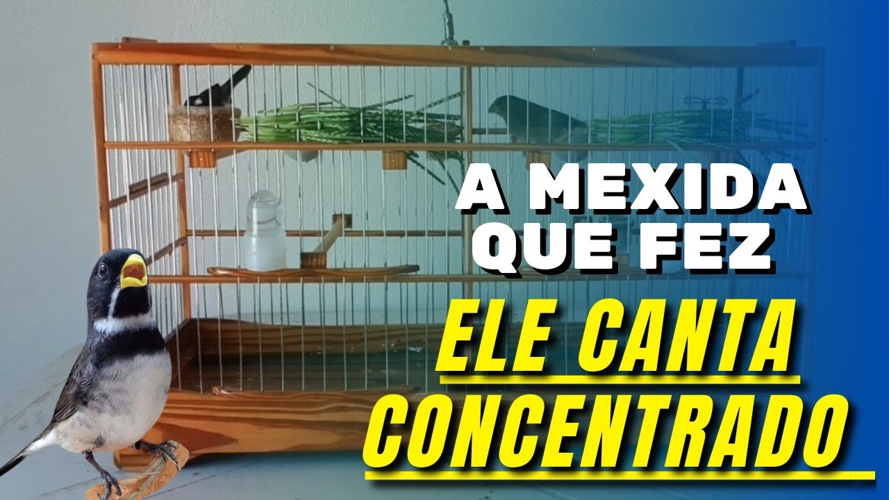 [INCRÍVEL] Beto conseguiu fazer o COLEIRO que cantava BRIGANDO cantar PARADINHO e CONCENTRADO!