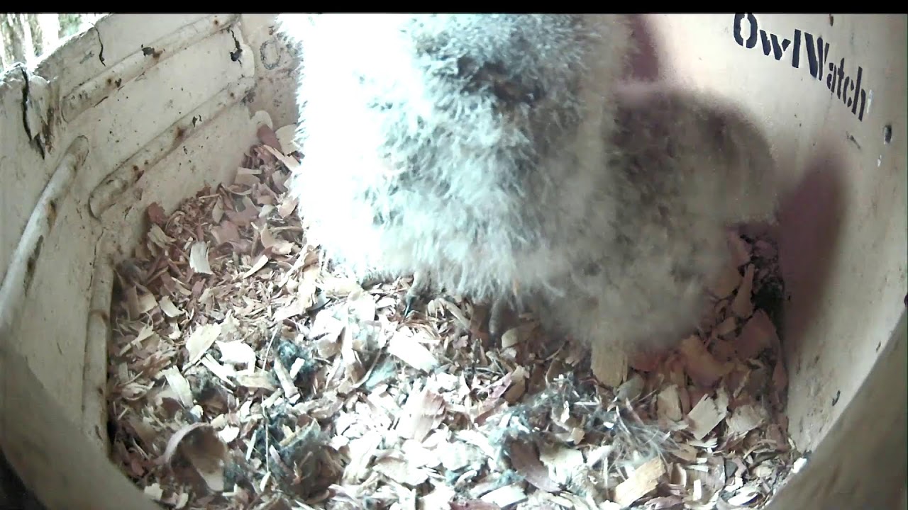 OwlWatch