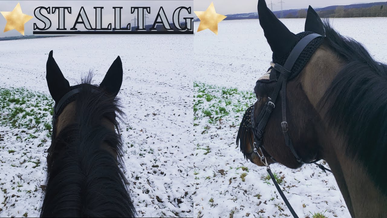 STALLTAG ✨| Ritt in den Sonnenuntergang | Schnee - Ausritt ❄️| Oszy wird Polizeipferd ? | VLOG 21