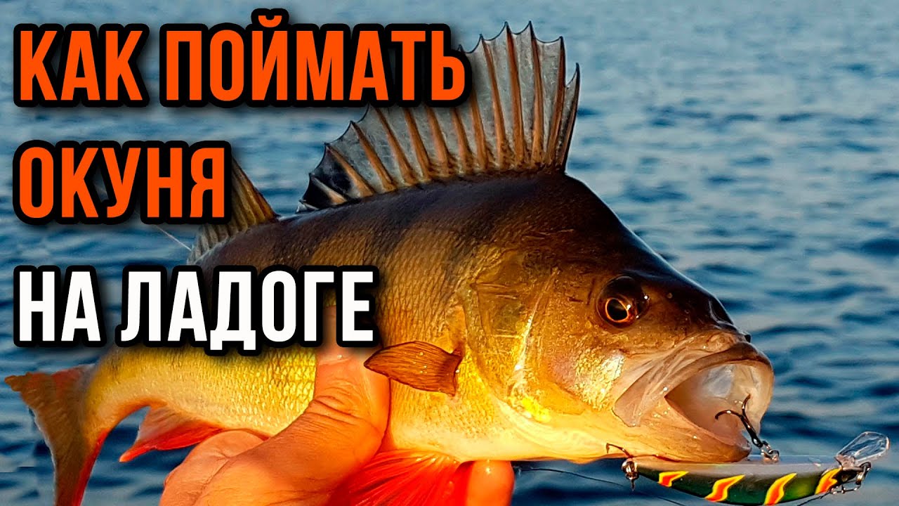 Как поймать окуня на Ладоге, практические советы, Кошкино.