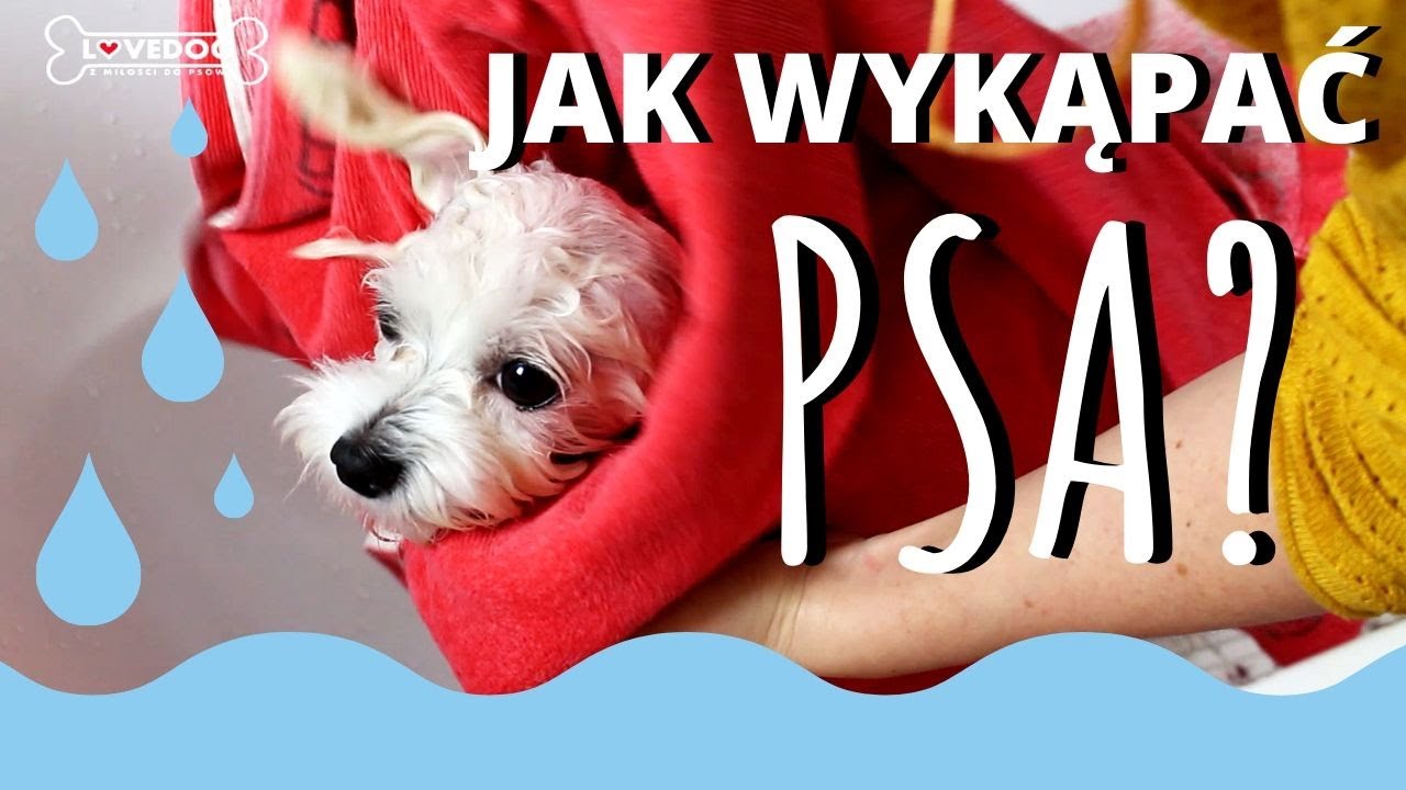 JAK WYKĄPAĆ PSA? KĄPIEL | PIES | MALTAŃCZYK | Lovedog